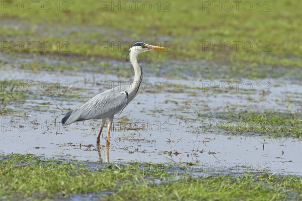 Grey heron (Ardea cinerea), standing in the shallow water of a moor, Ochsenmoor, Dümmer See, Hüde,
