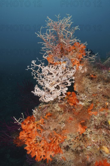 Colourful underwater landscape with various creatures, Mediterranean gorgonian head (Astrospartus
