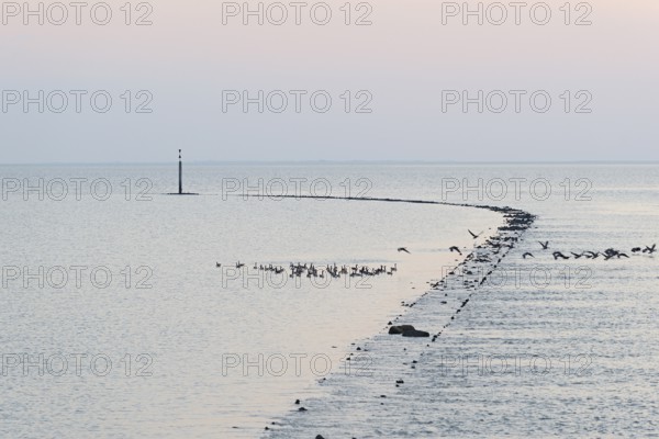 Evening mood at the North Sea, wild geese flying up, Canada goose (Branta canadensis), Norddeich,
