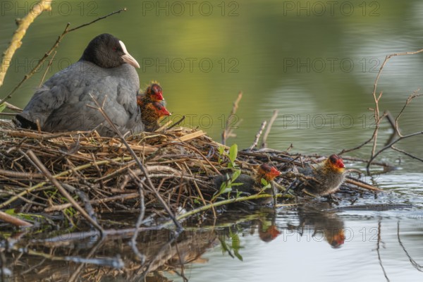A burbot (Fulica atra) broods its two-day-old chicks on its nest. Bas rhin, Alsace, grand est,