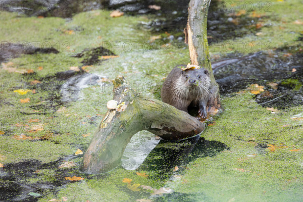 European otter in the duckweed, Swarzedz, Poland otter, european otter, water, duckweed, animal,