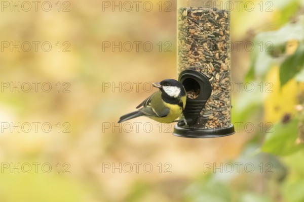 Great tit feeding from a feeder. Bad Salzschlirf, Hessen, Germany