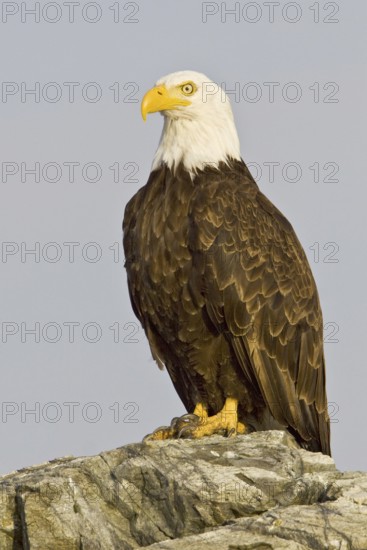 Bald Eagle (Haliaeetus leucocephalus), British Columbia, Canada