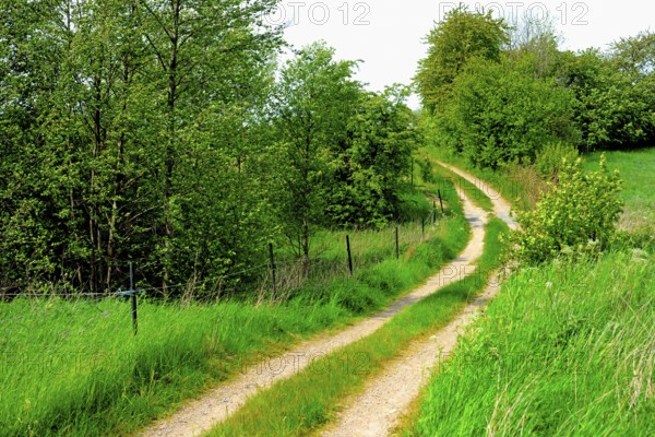 Small curvy gravel road through landscape with bushes on Romele ridge, Skurup municipality, Skåne