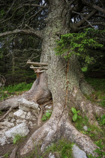 Old spruce with a lick and crack in the trunk, Gloggnitzerhütte on the Rax, Schwarzau im Gebirge,