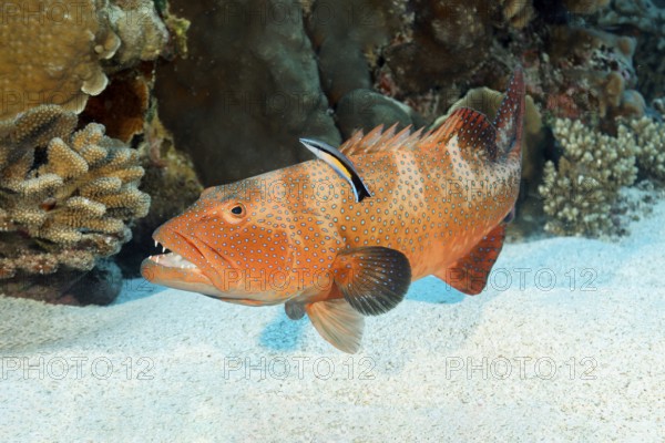 Leopard trout perch (Plectropomus leopardus), young, juvenile with blue-striped cleaner wrasse