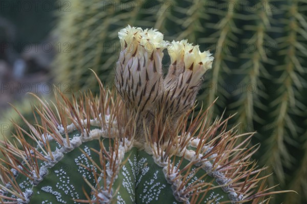 Cactus, flowering bishop's mitre (Astrophytum ornatum), Botanical Garden Erlangen, Middle
