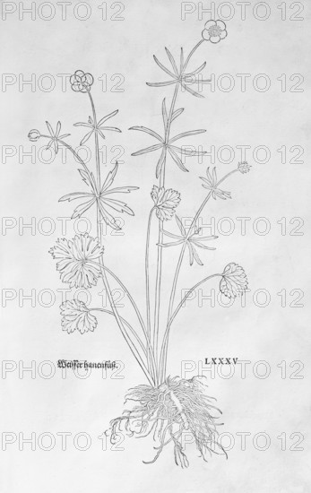 Gold buttercup (Ranunculus auricomus), woodcut by Leonhart Fuchs, from New Kreüterbuch, neues