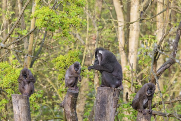 Four Drills (Mandrillus leucophaeus), a male and three females, sit high up on the four stumps of a