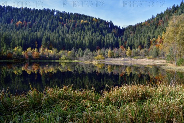 Trees reflected in the Sankenbachsee, Karsee, autumn, near Baiersbronn, Freudenstadt district,