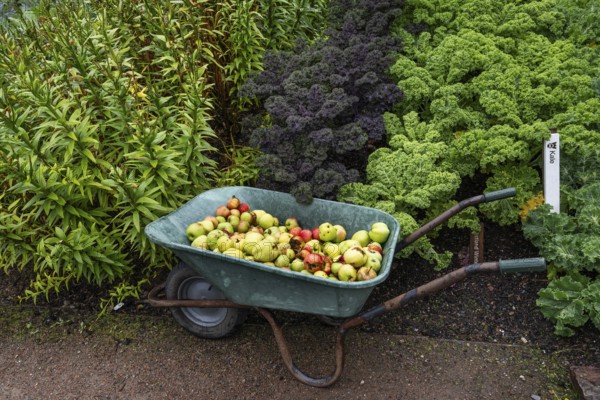 Fallen fruit apples lying in a wheelbarrow, fruit and vegetable garden, Inverewe Gardens, Poolewe,