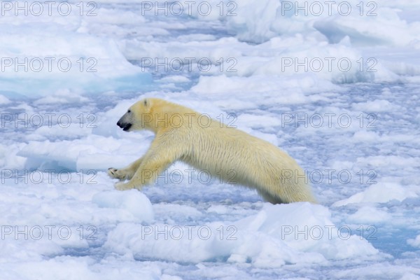 Lone polar bear (Ursus maritimus) hunting on pack ice, drift ice in the Arctic Ocean along the
