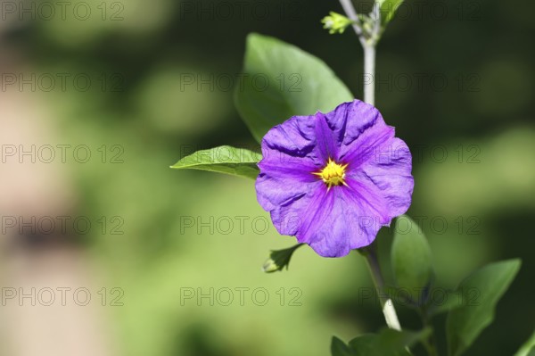 Blue potato tree (Lycianthes rantonnetii), gentian tree, flowering, close-up, Wilnsdorf, North