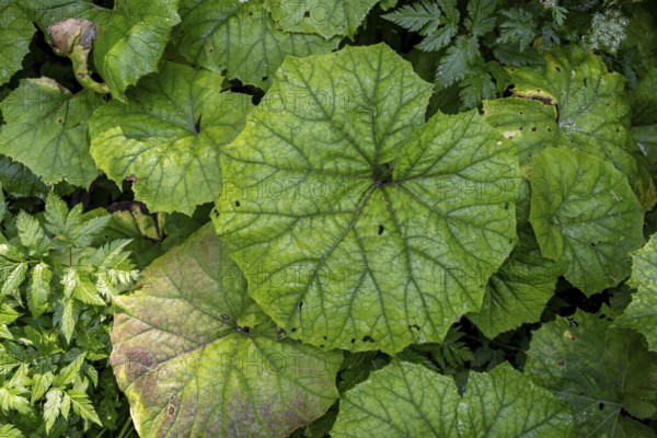 Butterbur (Petasites hybridus), Umbaltal, Hohe Tauern, East Tyrol, Tyrol, Austria