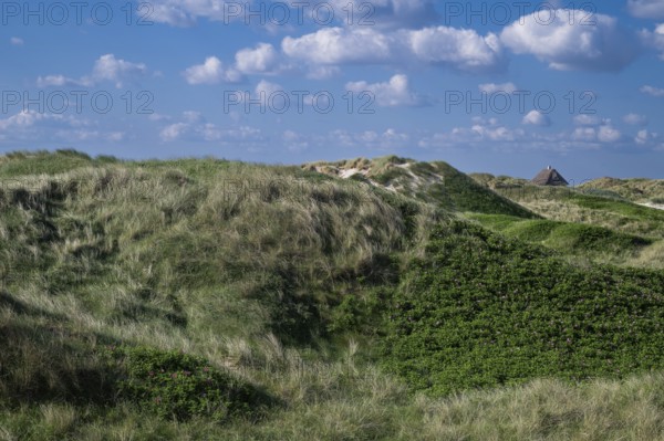 Beach grass, Strandhafter, dunes, house with thatched roof, Søndervig Strand, Ringkøbing Fjord,