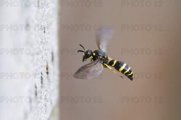 A large stem wasp (Symmorphus murarius) hovers in close-up, its wings flapping dynamically, Hesse,