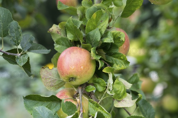 Alkmene apple, old variety, Germany, Europe