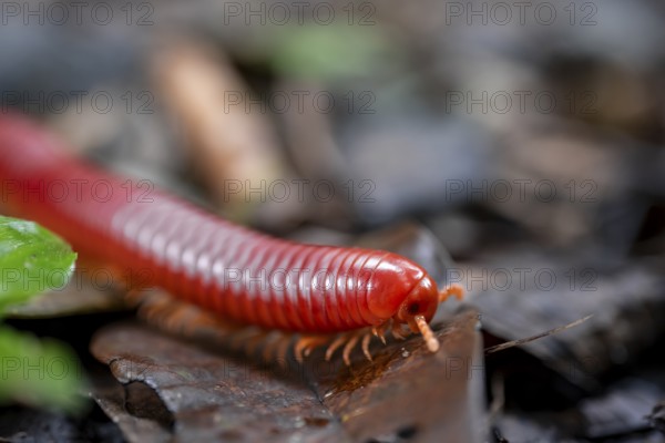 Genome millipede (Trigoniulus corallinus), red millipede on the forest floor, Refugio Nacional de