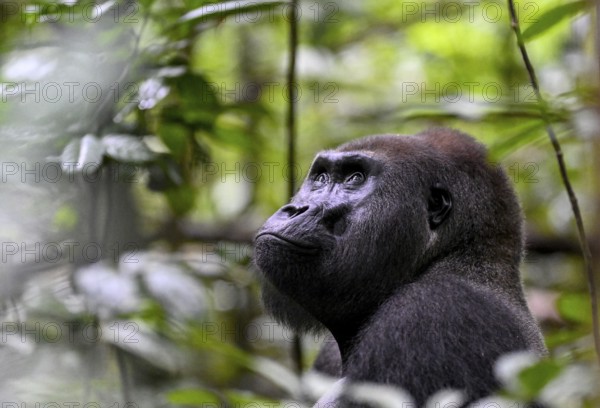 Western lowland gorilla (Gorilla gorilla gorilla), male, silverback, Baï-Hokou, Dzanga-Ndoki