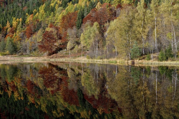 Trees reflected in the Sankenbachsee, Karsee, autumn, near Baiersbronn, Freudenstadt district,