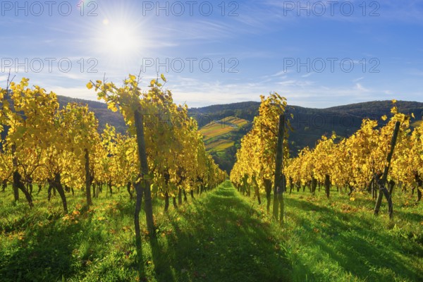 Autumn vineyards with yellow leaves under bright sunshine and blue sky, Strümpfelbach, Rems Valley,
