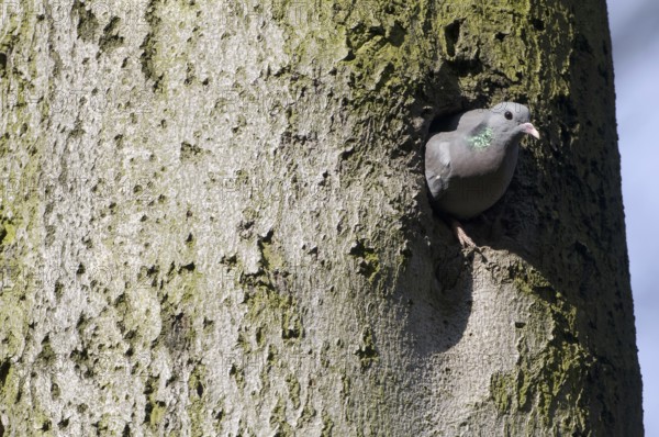 Stock Dove (Columba oenas), Saxony, Germany