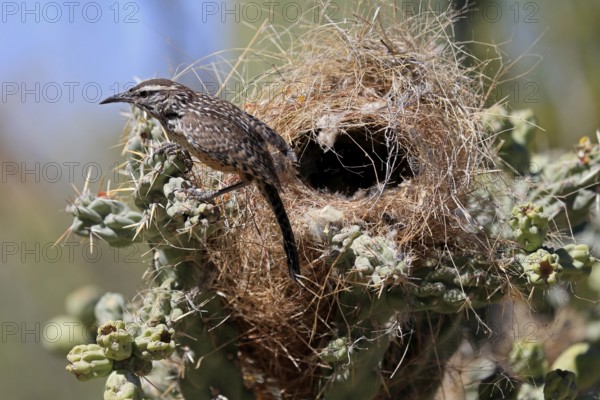 Cactus wren (Campylorhynchus brunneicapillus), adult, on cactus, at nest, Sonoran Desert, Arizona,
