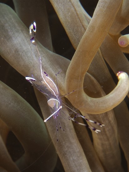 Transparent Red Sea partner shrimp (Periclimenes longicarpus) between bubble anemone (Entacmaea