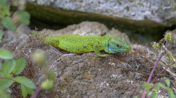 Western green lizard (Lacerta bilineata), resting on a stone of a dry stone wall, Neckar valley,