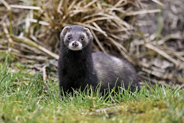 European polecat (Mustela putorius), also known as ferret, standing in a meadow, captive,