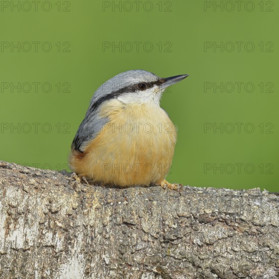 Nuthatch (Sitta europaea) sitting on a fallen birch trunk, Animals, Birds, Siegerland, North