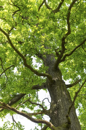Oaks (quercus) with foliage and typical growth habit, Döbra, Oßling, Saxony, Germany