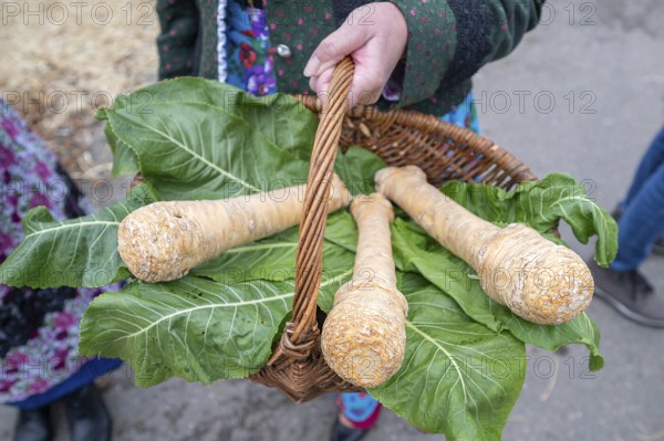 Horseradish (Armoracia rusticana) in a basket, Franconia, Bavaria, Germany