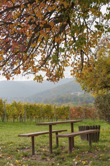 Wooden tables under a colourful tree, vineyards and Palatinate Forest with Villa Ludwigshöhe in the