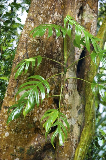 Tropical plant on tree trunk, rainforest, vegetation, rainforest, tropical forest, Queensland,