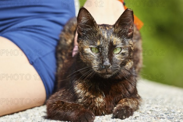 Black cat lying on the ground next to a person, Kalithea, cat station, Rhodes, Dodecanese, Greek