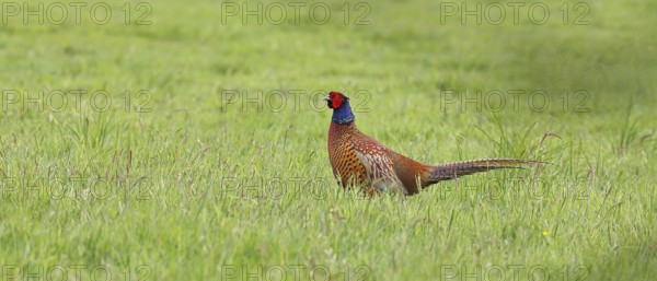 Pheasant, hunting pheasant (Phasianus colchicus), adult male bird in a meadow, wildlife, Lembruch,