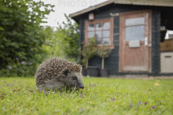 European hedgehog (Erinaceus europaeus) adult animal on a garden grass lawn in spring with a shed