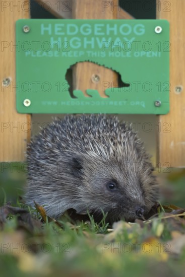 European hedgehog (Erinaceus europaeus) adult animal walking through a Hedgehog highway sign on an