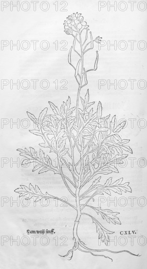Diplotaxis tenuifolia, stinkweed, stink ramp (Diplotaxis tenuifolia), woodcut by Leonhart Fuchs,