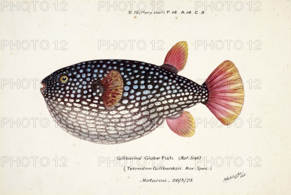 Pufferfish species from the family Tetraodontidae, Arothron gillbanksi, Tetrodon gillbanksii,