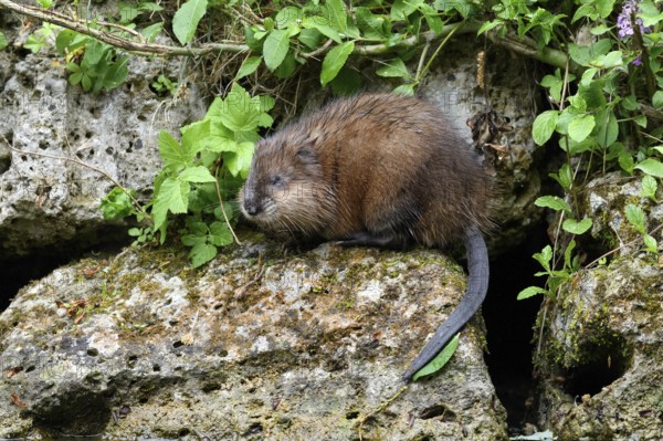 Muskrat in the area, rat, rats, animals, mammals, (Ondatra zibethicus), rodent, rodent, mouse-like,
