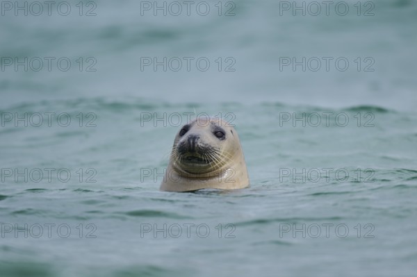 Grey seal (Halichoerus grypus) looking out of the water while swimming in the sea, Düne, Helgoland,