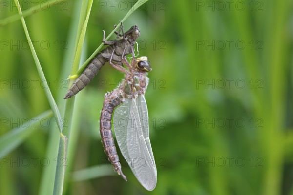 Early reed hunter (Brachytron pratense), imago with exuvium on a reed stalk, after hatching,