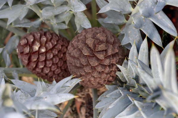 Fruits of the bread palm fern (Encephalartos horridus), Botanical Garden, Erlangen, Middle