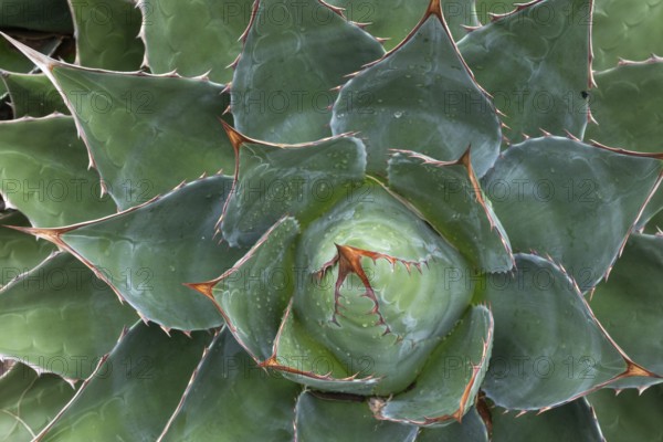 Agave (Agave), Inverewe Gardens, Osgood Mackenzie, Poolewe, Loch Ewe, Highlands, Highlands,