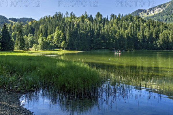Spitzingsee, mountain lake with pond horsetail, water horsetail (Equisetum fluviatile), excursion,