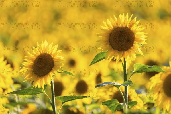 Sunflower (Helianthus annuus), field, agricultural plant, Ringgenbach, Meßkirch, Sigmaringen