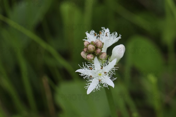 Menyanthes trifoliata or bitter clover, medicinal plant, close-up of a flower in a meadow,