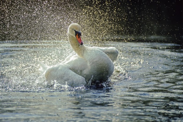 Mute swan. Cygnus olor. A swan cleans its plumage on the river. Forest of La Wantzenau. Region of